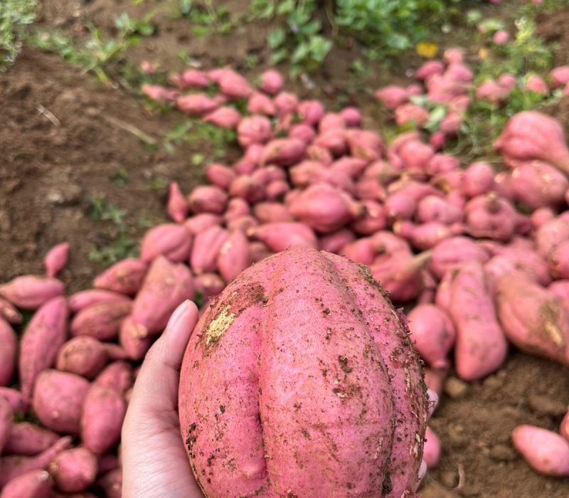 Singkong dan ubi hasil pertanian Indonesia, dipasok oleh G2 Grow Green, supplier terpercaya.